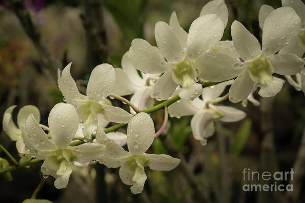 Hawaii Poster featuring the photograph White Orchid Blossoms Close-up by Nancy Gleason