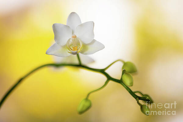 Background Poster featuring the photograph White Orchid Flower by Raul Rodriguez
