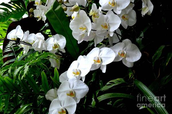 White Phalaenopsis Orchid Photograph Poster featuring the photograph White Orchid Parade of Blooms by Expressions By Stephanie