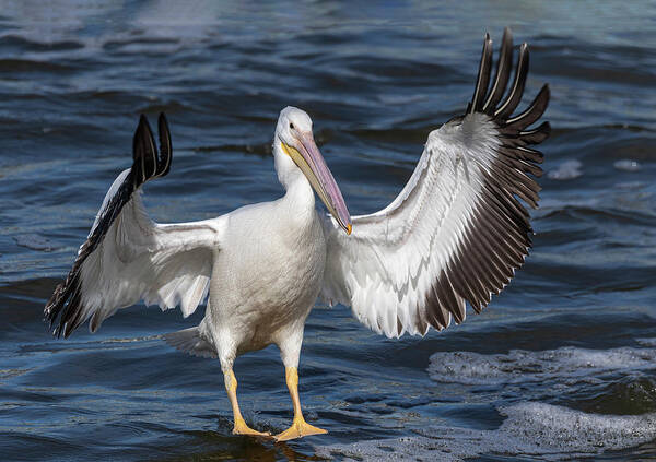 American White Pelican Poster featuring the photograph White Pelican Coming In For A Landing 2020-3 by Thomas Young