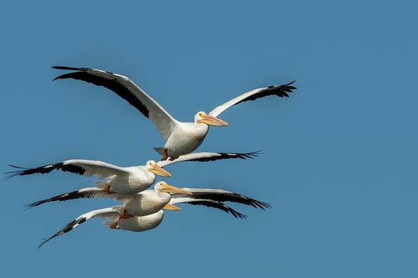 Pelicans Poster featuring the photograph White Pelicans in Flight by Linda Shannon Morgan