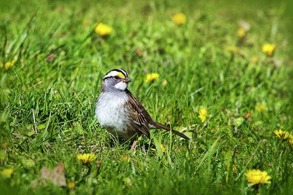 Bird Poster featuring the photograph White Throated Sparrow by Christina Rollo