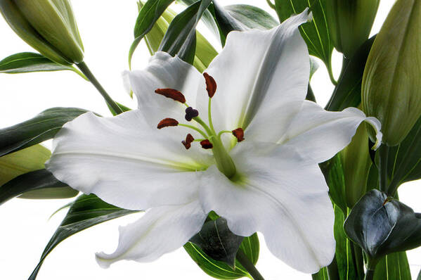 Tiger Lily Poster featuring the photograph White Tiger Lily by Terence Davis