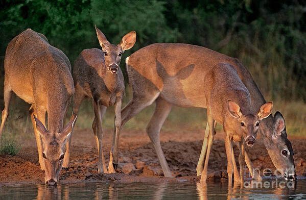 North America Poster featuring the photograph Whitetail Deer at Waterhole Texas by Dave Welling