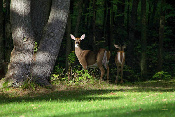 Whitetail Deer Poster featuring the photograph Whitetail Deer Hindsight by Christina Rollo