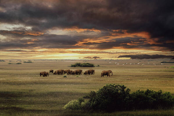 Elephants Poster featuring the photograph Wild Africa by Ed Taylor