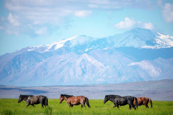  Wild Horses Poster featuring the photograph Wild American Mustangs by Dirk Johnson