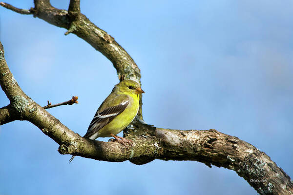 Bird Poster featuring the photograph Wild Birds - American Goldfinch by Christina Rollo