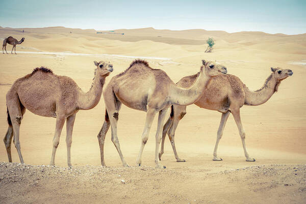 Abu Dhabi Poster featuring the photograph Wild camels in the Middle Eastern desert by Alexey Stiop