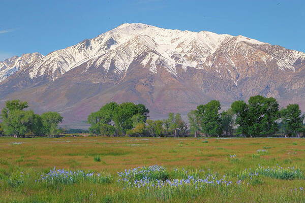 Mount Tom Poster featuring the photograph Wild Irises and Mount Tom in Eastern Sierra, California by Ram Vasudev