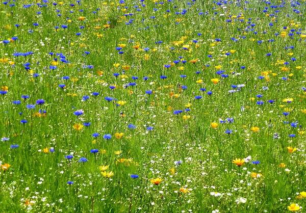 Wildflower Meadow Poster featuring the photograph Wildflower meadow by Lynn Hunt
