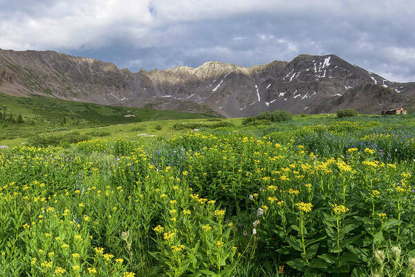 Breckenridge Poster featuring the photograph Wildflowers in Mayflower Gulch by Aaron Spong