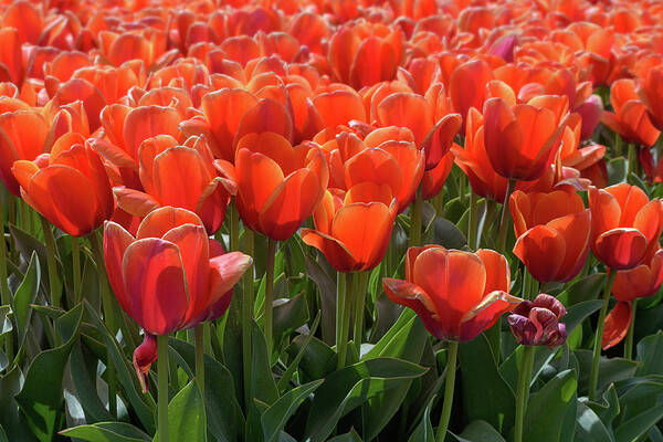 Tulip Poster featuring the photograph Wilting Orange Tulips by Maria Meester