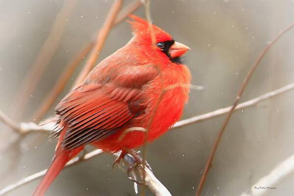 Birds Poster featuring the photograph Winter Cardinal 3 by Mary Walchuck