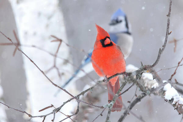 Winter Poster featuring the photograph Winter Cardinal and Bluejay by Brook Burling