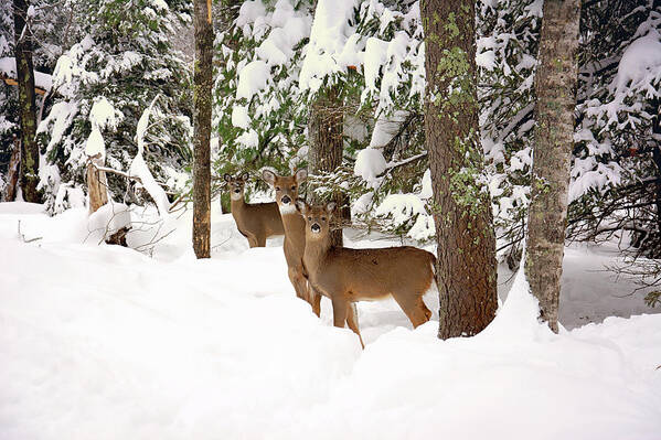 Winter Deer In The Woods Poster featuring the photograph Winter Deer in the Woods by Gwen Gibson