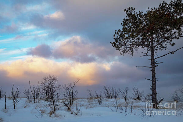 Tree Poster featuring the photograph Winter on Lake Superior Beach by Jim West