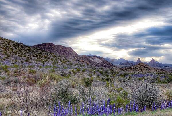 Big Bend Poster featuring the photograph Winter Skies in Big Bend by Pam Rendall