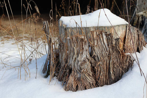 Tree Stump Poster featuring the photograph Winter Stump by David T Wilkinson