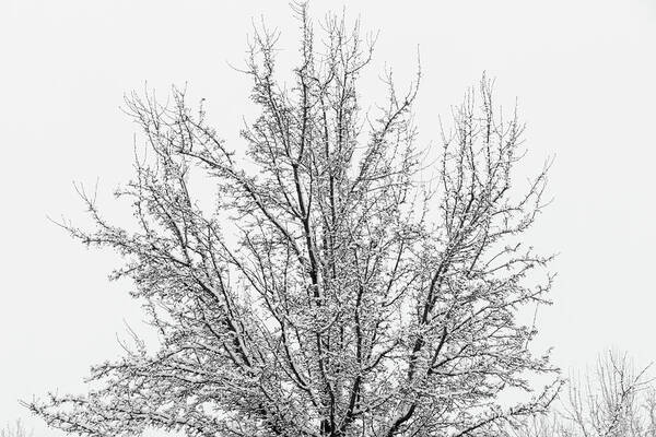 Snow Poster featuring the photograph Winter tree by Ron Roberts