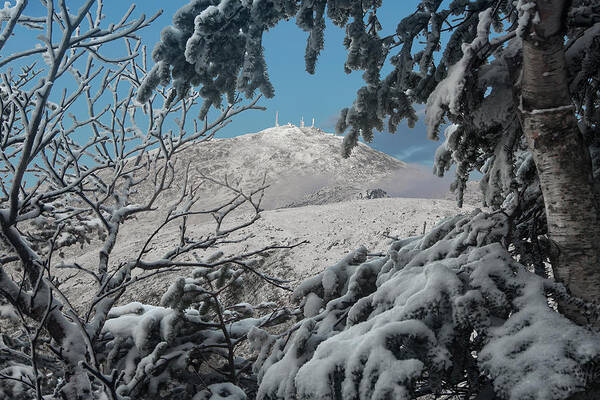 Winter Poster featuring the photograph Winter Trees Mount Washington by White Mountain Images