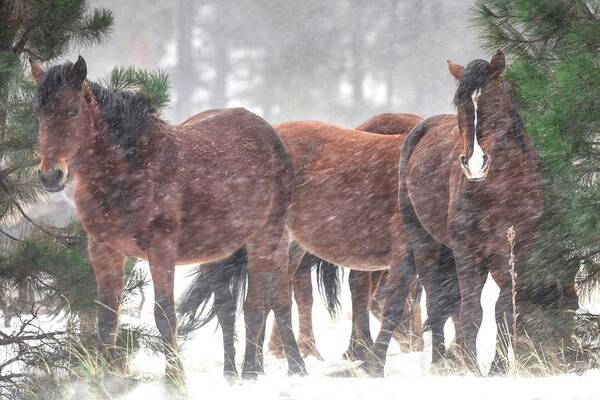 Stallion Poster featuring the photograph Winter Winds Blowing. by Paul Martin