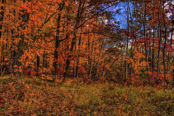 Autumn Poster featuring the photograph Wisconsin Fall Hardwoods by Dale Kauzlaric