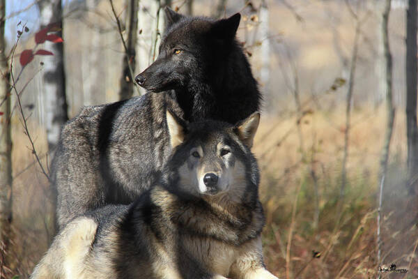 Artforsale Poster featuring the digital art Wolf Love by Andrea Lawrence