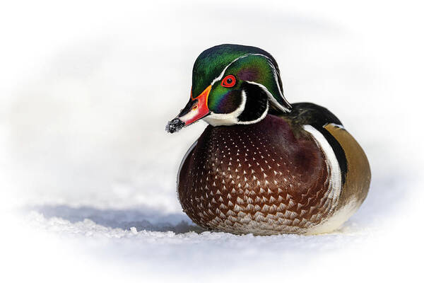 Duck Poster featuring the photograph Wood Duck in Snow by Bill Cubitt