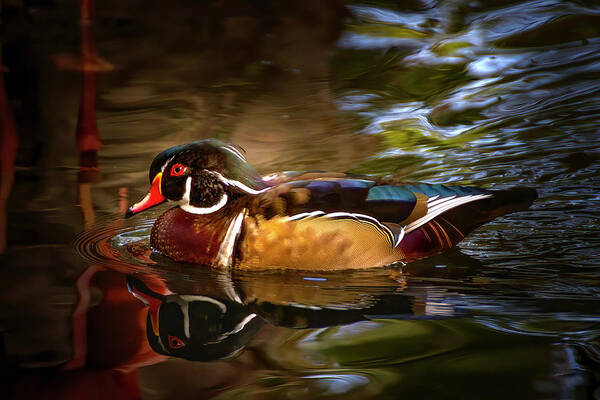 Wood Duck Poster featuring the photograph Wood Duck by Mark Andrew Thomas