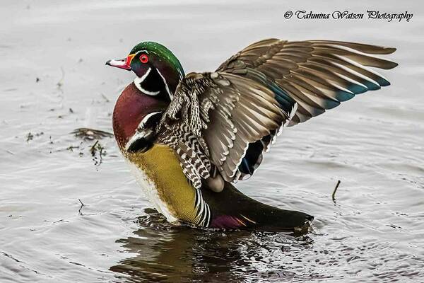Duck Poster featuring the photograph Wood Duck Winged Out by Tahmina Watson
