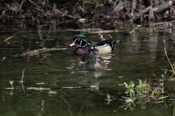 Wood Ducks Poster featuring the photograph Wood Ducks - 3 by David Bearden