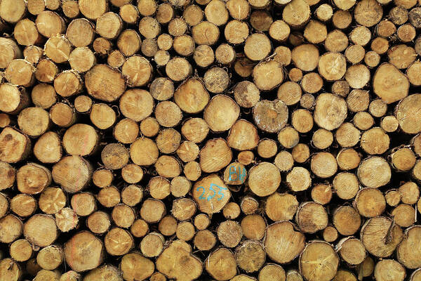 Wood Logs Poster featuring the photograph Wood Logs by Maria Meester