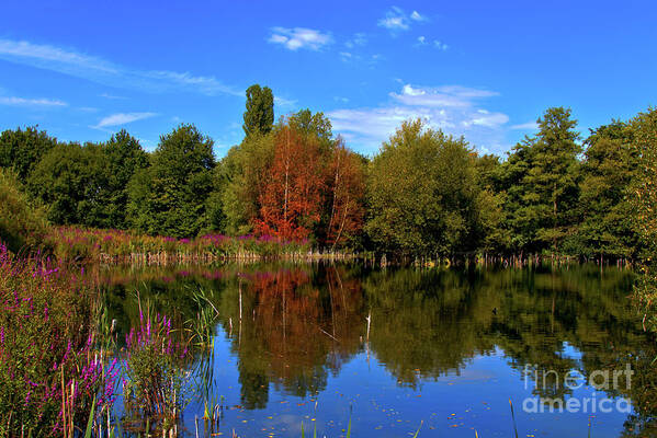 Nature Poster featuring the photograph Woodland Pool by Stephen Melia