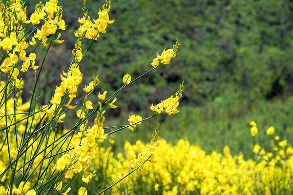 Scotch Broom Poster featuring the photograph Yellow and Fragrant Scotch Broom by Lindsay Thomson
