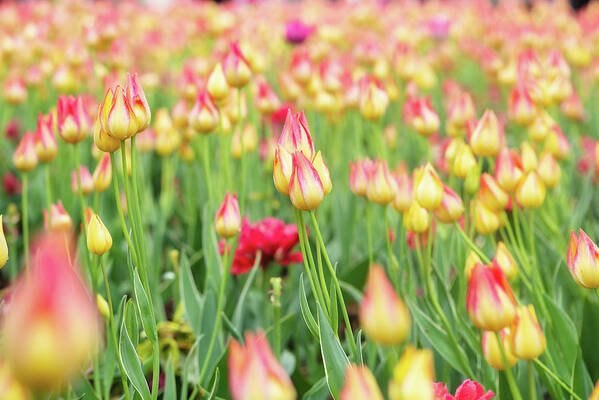 Tulip Poster featuring the photograph Yellow and Pink Tulips by Aarthi Arunkumar