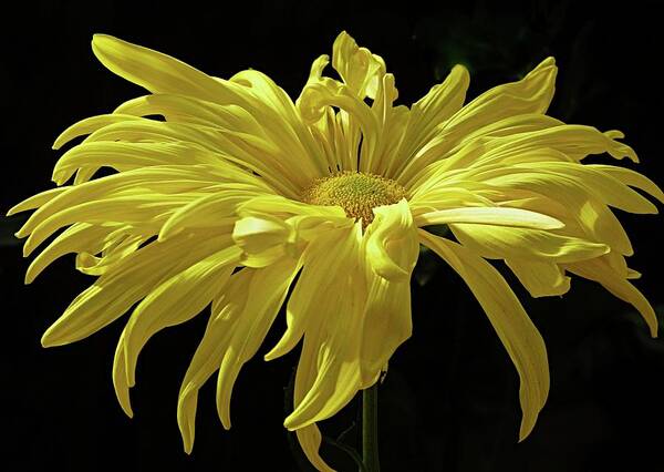 Still Life Poster featuring the photograph Yellow Chrysanthemum by Jennifer Nelson
