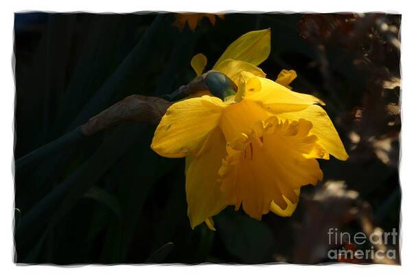 Digital Art Poster featuring the photograph Yellow Daffodil 6 by Jean Bernard Roussilhe