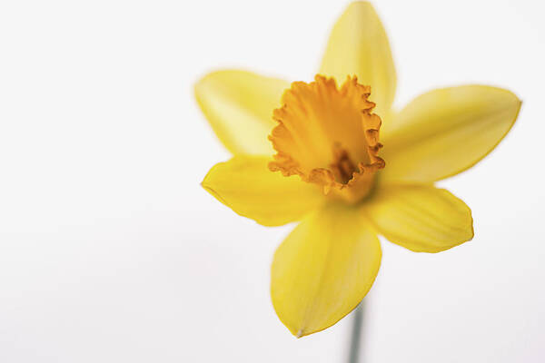 Daffodil Poster featuring the photograph Yellow Daffodil by Ada Weyland