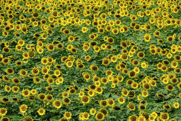 Sunflower Poster featuring the photograph Yellow flowers facing the sun by Dan Friend