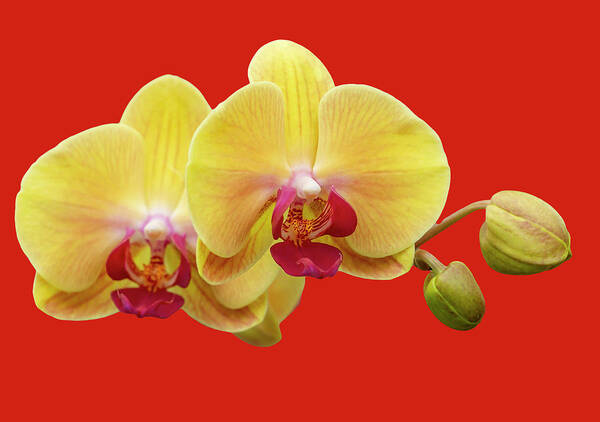 Orchids Poster featuring the photograph Yellow Moth Orchids on Red by Cate Franklyn