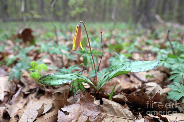 Yellow Trout Lily Poster featuring the photograph Yellow Trout Lily-Erythronium americanum 0003 by Jack Schultz