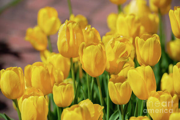 Tulips Poster featuring the photograph Yellow Tulips, No. 1 by Glenn Franco Simmons