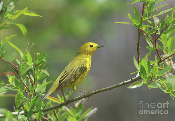 Yellow Warbler Poster featuring the photograph Yellow Warbler by Gary Wing