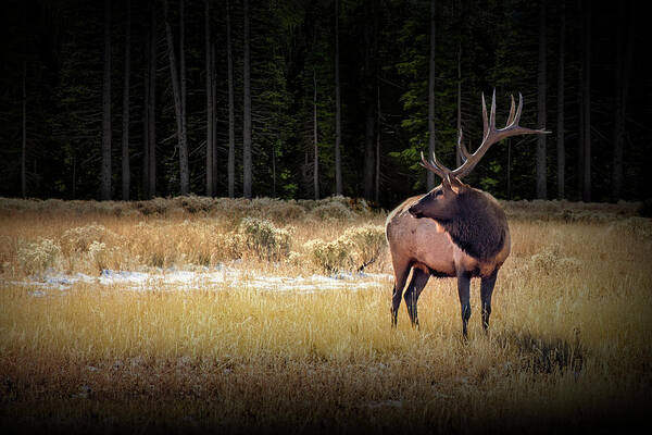 Elk Poster featuring the photograph Yellowstone National Park Elk Wapiti by Randall Nyhof
