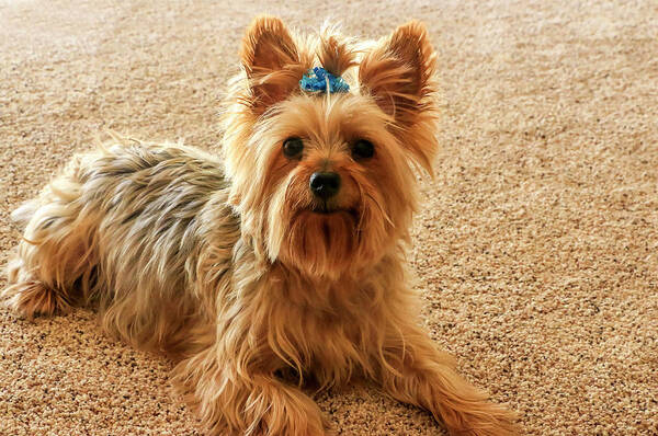 Animal Poster featuring the photograph Yorkie with blue bow by Dawn Richards