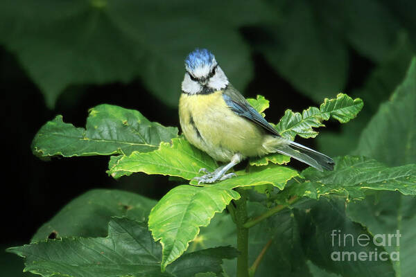 Blue Tit Poster featuring the photograph You Lookin' At Me? by Terri Waters