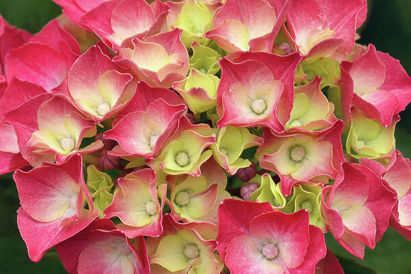 Hydrangea Poster featuring the photograph Young French Hydrangea by Maria Meester