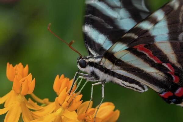 North Poster featuring the photograph Zebra Swallowtail Drinking on the Fly by Liza Eckardt