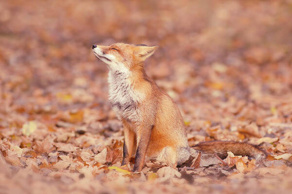 Red Fox Poster featuring the photograph Zen Fox Series - Fall Fox by Roeselien Raimond